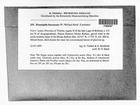 Brunnipila fuscescens image